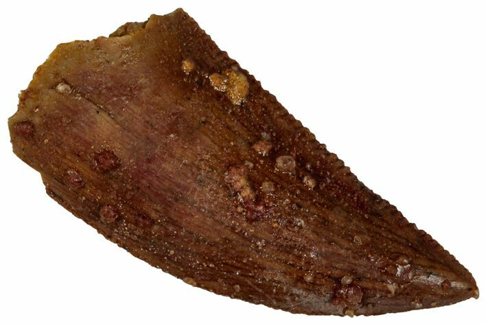 Serrated, Raptor Tooth - Real Dinosaur Tooth #295960